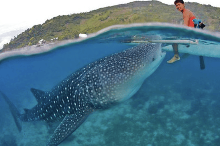 Boracay Whale Shark Watching with Transfer (Libertad)