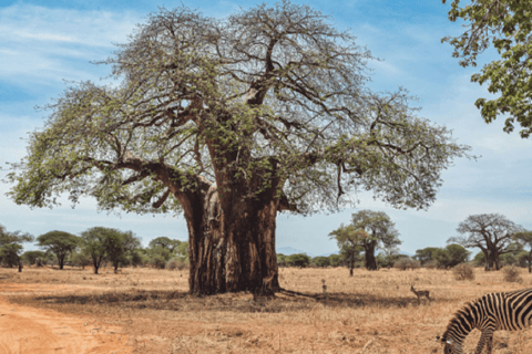 Safari de 5 días al Serengeti, Ngorongoro y Lago Natron