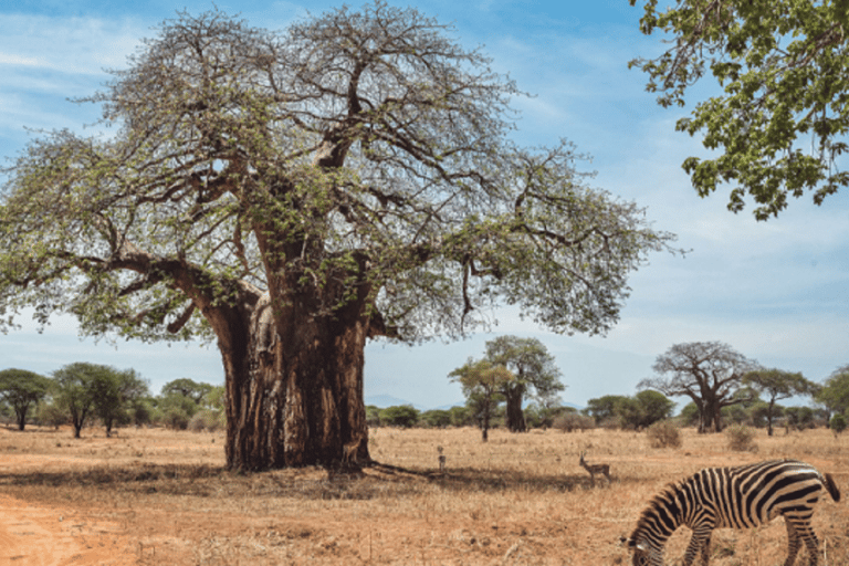 Safari de 5 días al Serengeti, Ngorongoro y Lago Natron