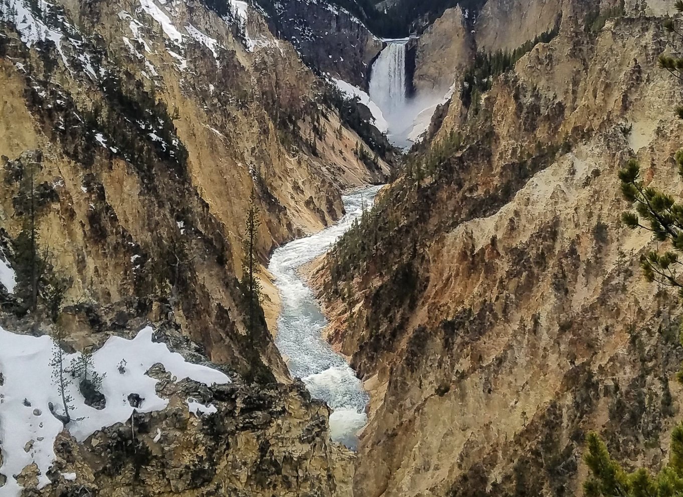 Fra Jackson: Dagsudflugt til Yellowstone National Park med frokost