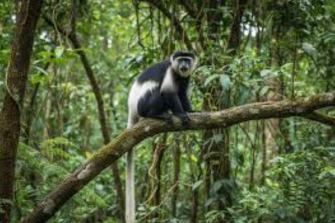Nairobi: Karura Forest Guided Bike Tour or Walking tour