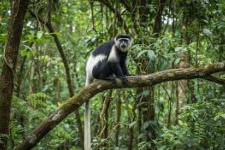 Nairobi: Karura Forest Guided Bike Tour or Walking tour