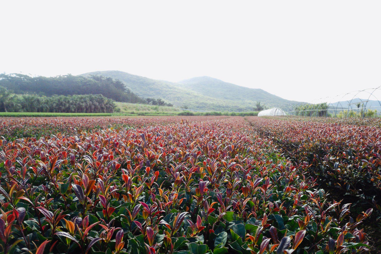 1-Day Purple Tea Farm Tour from Nairobi -Tea Tasting & lunch