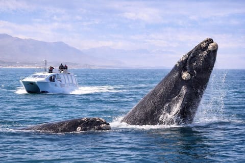 Hermanus Whale Watching, Penguins & Wine Tour