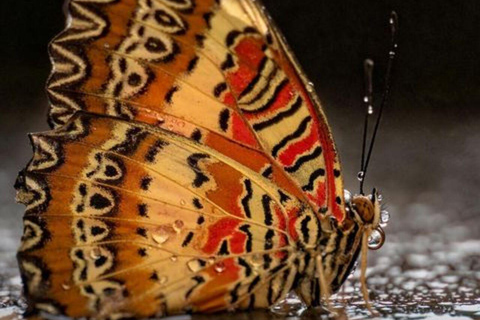 Dublin: Malahide Castle Gardens, Butterfly House Entry