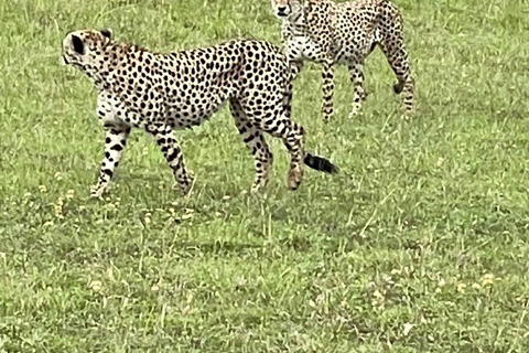 Nairobi: 3-Day epic trip to Maasai Mara Reserve with meals 3 days, 2 nights private safari to Mara in a tourist VAN