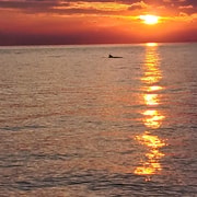 Umag: Delfinbeobachtung & Sonnenuntergangs-Panorama-Tour