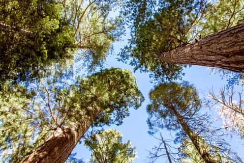 San Francisco: Yosemite National Park & Giant Sequoias Hike