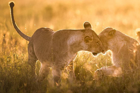 Da Nairobi:3 giorni di safari di gruppo per la migrazione degli gnu