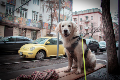 Morning walk in Yerevan: Guided Tour with my dog Charlie