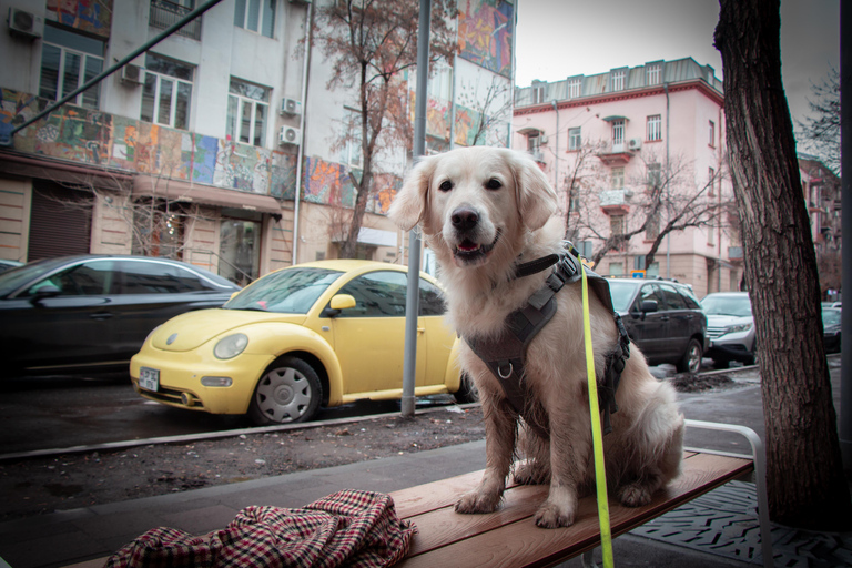 Morning walk in Yerevan: Guided Tour with my dog Charlie