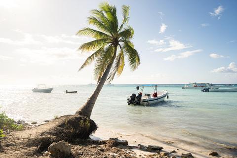 From Punta Cana: Saona Island Tour by Catamaran with Open Bar and Buffet Option with transportation from Punta Cana