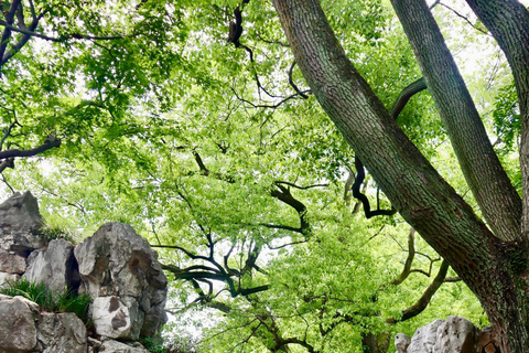 Szanghaj: Zhujiajiao, Xiaolongbao i inne miejscaPrzewodnik mówiący po chińsku / angielsku