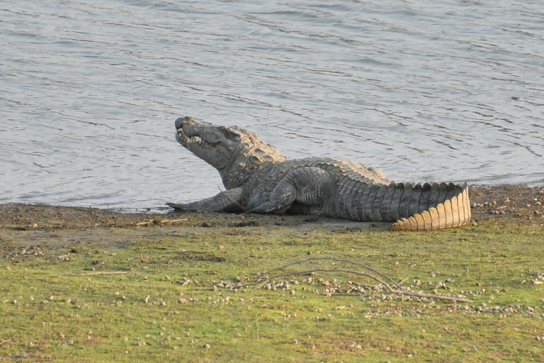 Jodhpur: Dagtrip naar Jawai Luipaard Safari en RanakpurRondreis voor 4-6 reizigers