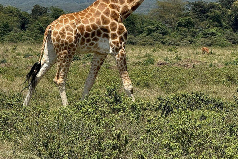 Nairobi: Lake Nakuru National Park and Lake Naivasha Tour