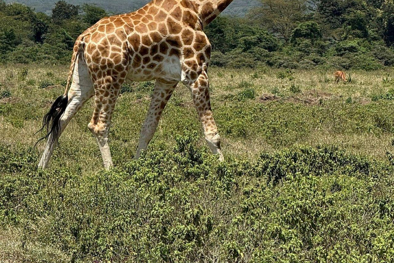 Nairobi: Lake Nakuru National Park and Lake Naivasha Tour