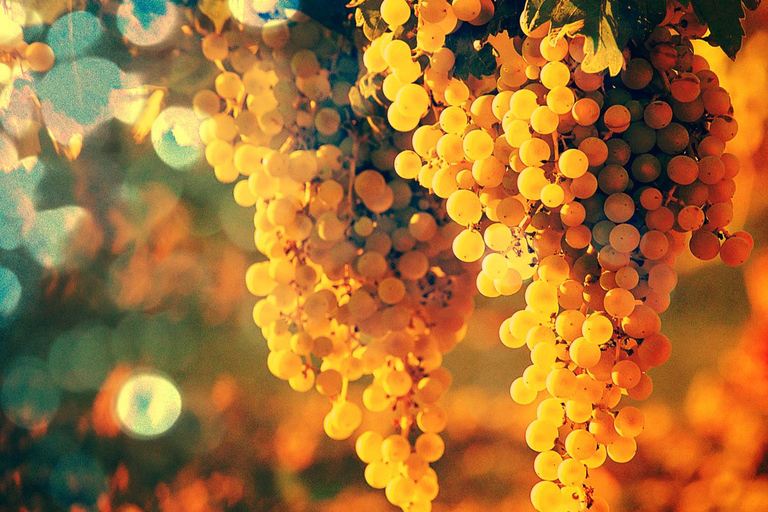 Douro Valley: Full-Day Private Wine Tour with Lunch