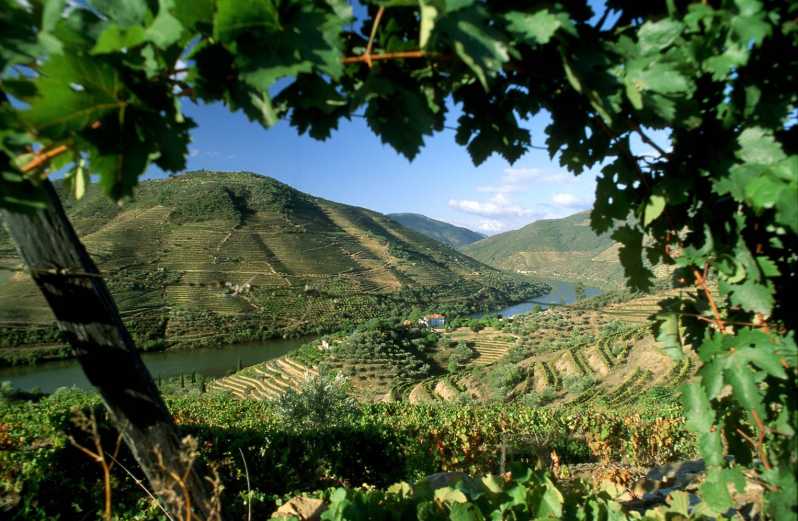 Douro Valley: Full-Day Private Tour from Porto