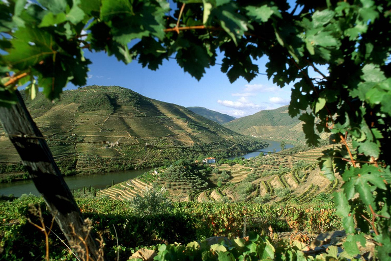 Douro-Tal: Ganztages Private Tour von Porto