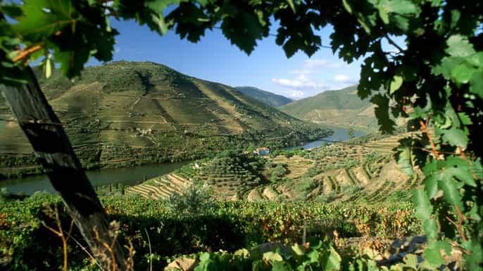 vale do douro excursão particular de 1 dia saindo do porto