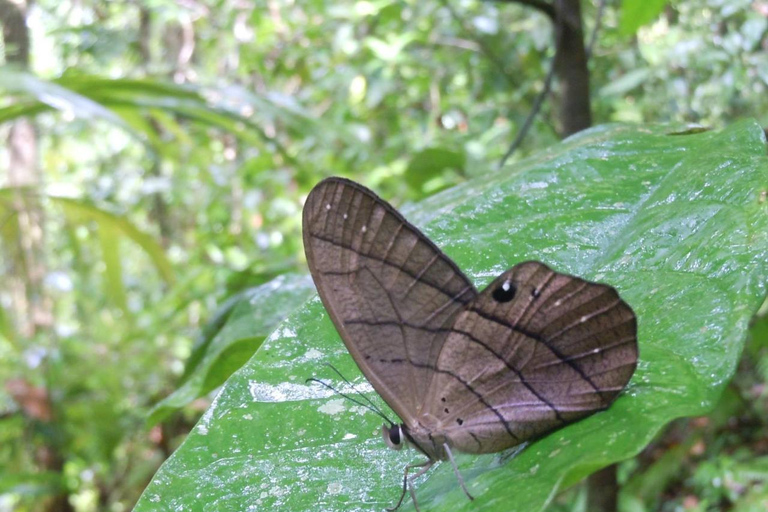 Uvita: Corcovado National Park Guided Hike with Lunch