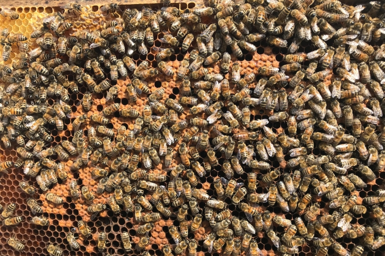 Denée : bezoek aan bijenkorven met proeverij van lokale honing