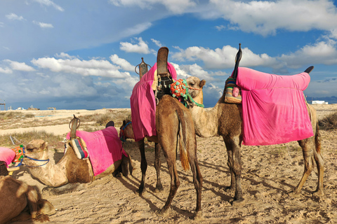 杰尔巴岛：在蓝色泻湖骑骆驼和骑马。杰尔巴：蓝色泻湖骑骆驼和骑马之旅。