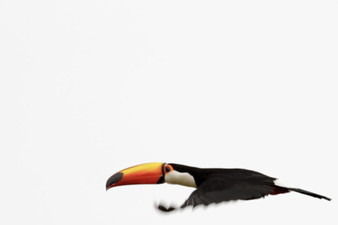 Salta: Birdwatching in La Caldera and the Cornice Route Salta: Birdwatching in La Caldera and the Corniche Route