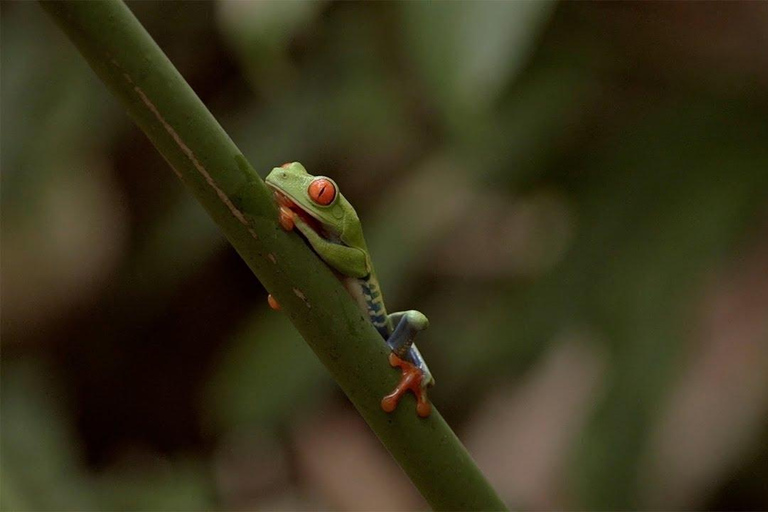 Vulkan Arenal:Arenal Volcano NationalPark Best Things To Do