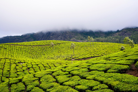 Cochin : Visite de nuit de la station de montagne de Munnar et de son jardin de thé