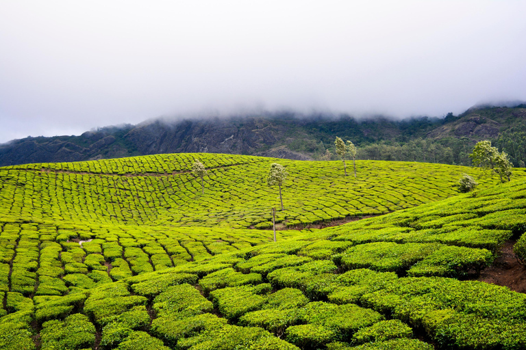 Cochin : Visite de nuit de la station de montagne de Munnar et de son jardin de thé