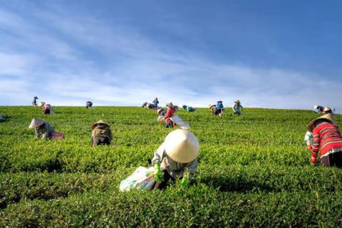 Kiambethu Tea Farm Tour with Lunch