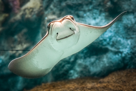 Acuario del Pacífico, LA: ticket sin colas en la taquilla