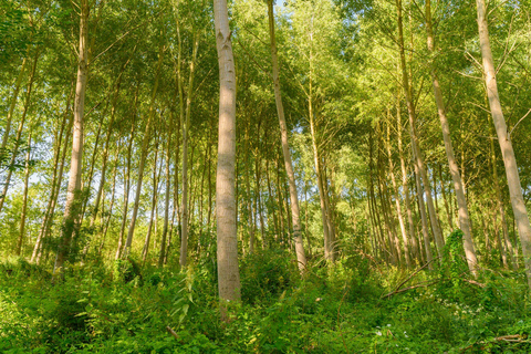 Marais Poitevin: jazda na rowerze w zielonej Wenecji