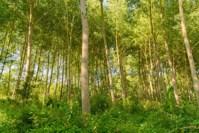 Marais Poitevin: jazda na rowerze w zielonej Wenecji