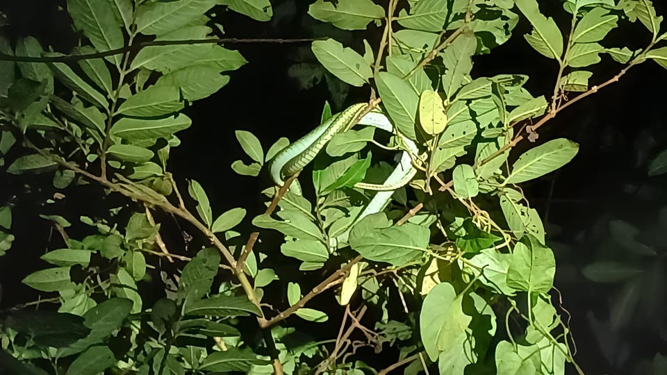 La Fortuna Night Walk in een regenwoud met een hoge biodiversiteit - Housity