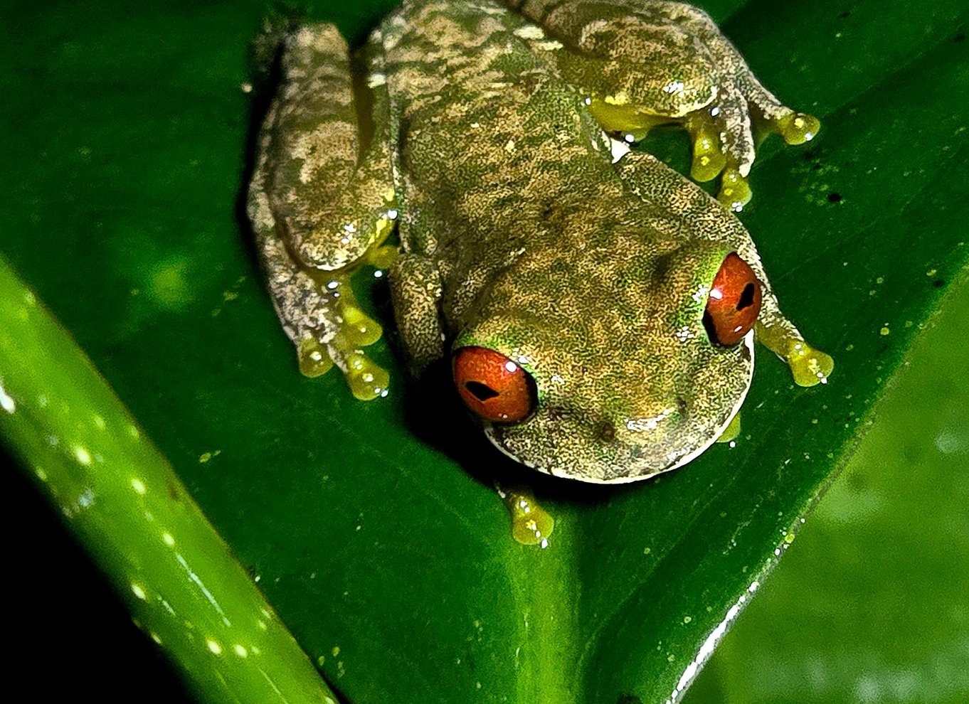 Monteverde: Aftentur i den tropiske skov