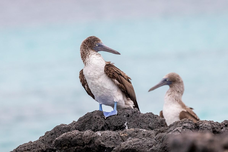 Ultimate Galapagos 6 Days Tour