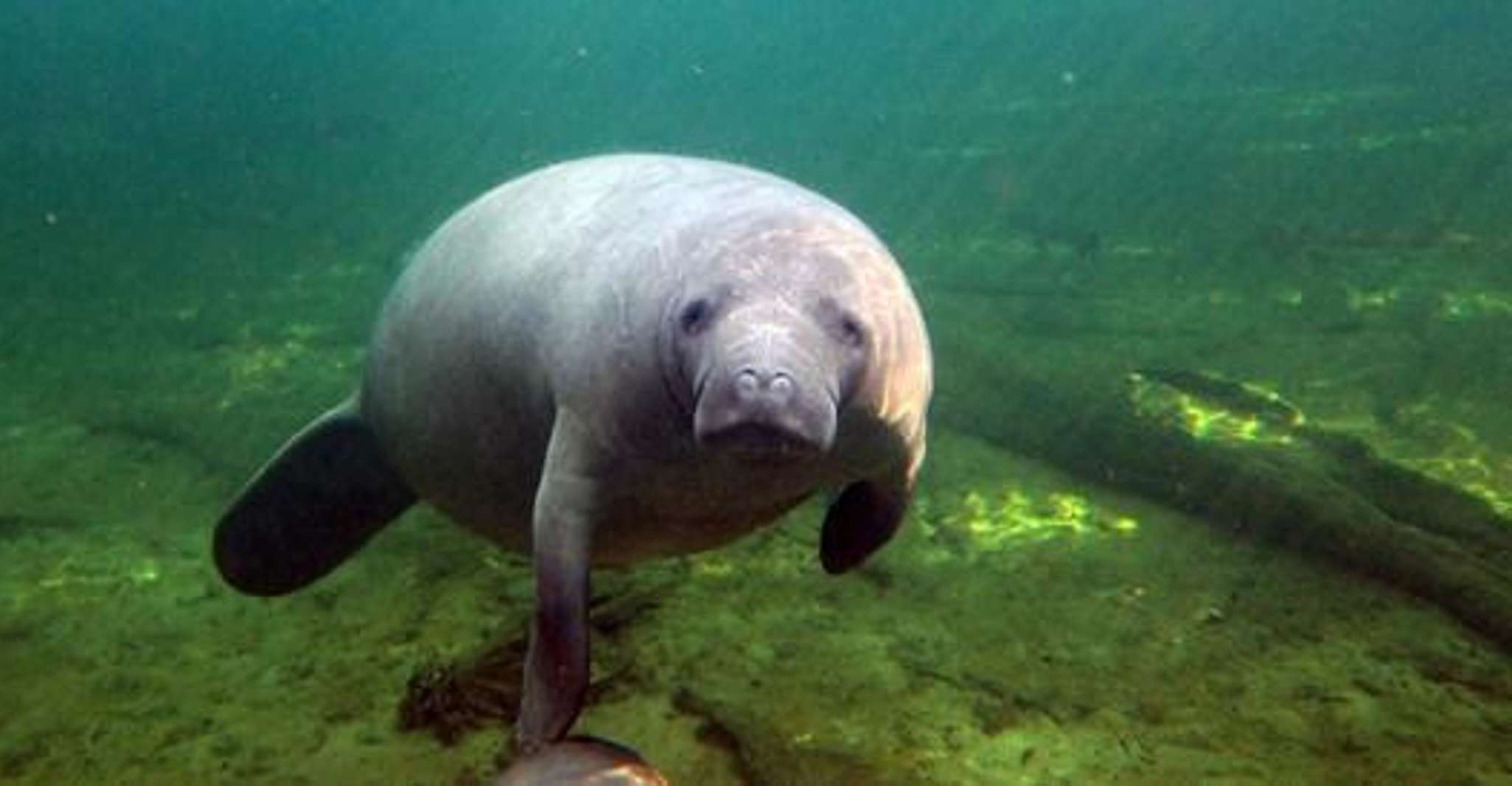 Orlando: Kayaking Tour with Manatee Encounter