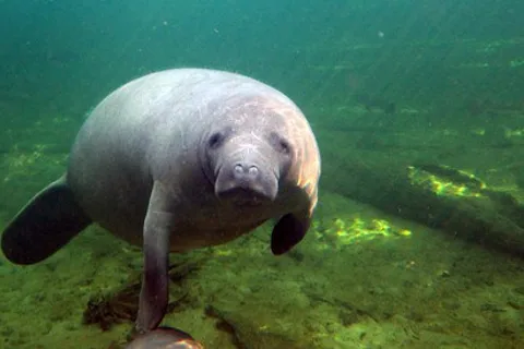 Orlando: Passeio de caiaque com encontro com o peixe-boi
