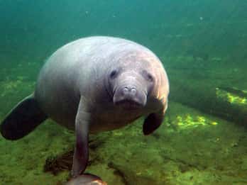 Orlando: Kayaking Tour with Manatee Encounter