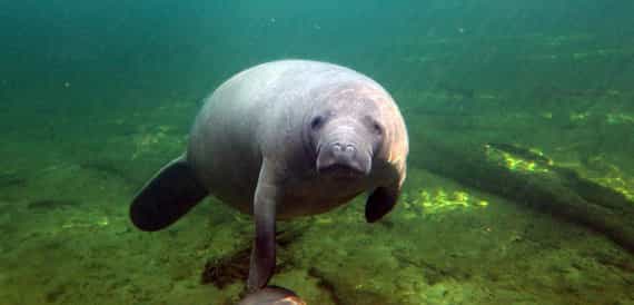orlando 3 horas manatee encuentro de kayak