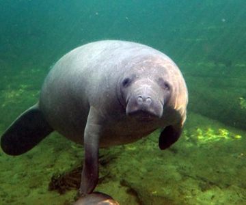 Orlando: Kayaking Tour with Manatee Encounter