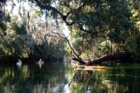 Orlando: 3 heures Manatee Rencontre en kayakstandard Option