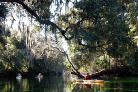 Orlando: 3-Hour Manatee Encounter by Kayak
