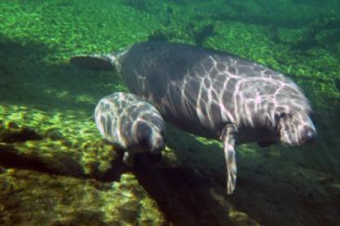 Orlando: ontmoet zeekoeien tijdens 3 uur durende kajaktourStandaardoptie