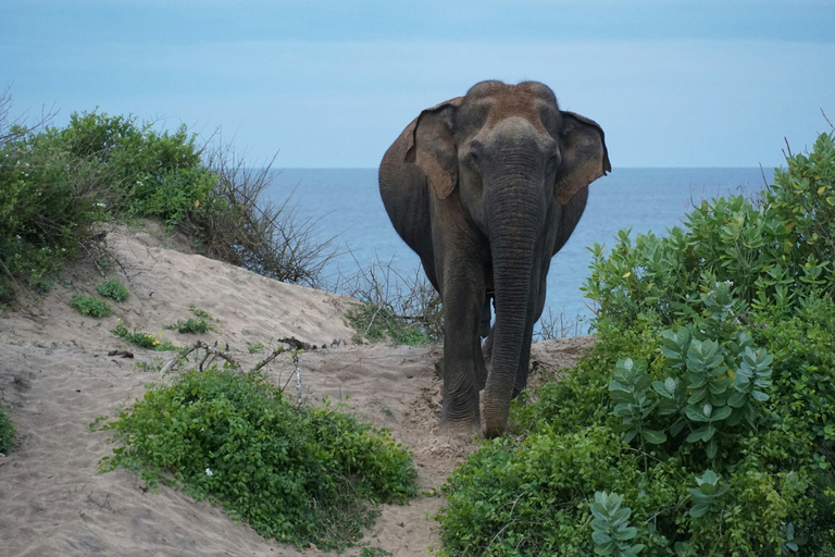 From Bentota: All Inclusive Yala National Park Jeep Safari Mirissa/Weligama/Matara/Tangalle: Yala Leopard Safari