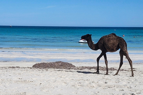 Djerba: 30-minute Express Camel Ride - Ideal for Children