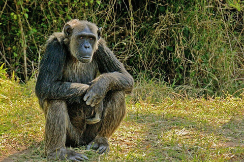Nairobi:1 Day Ol Pejeta Excursion with guide and transfer