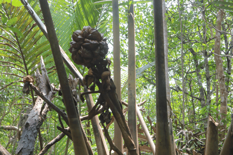Mangrove Day Tour - Bintan Fireflies Night Tour - Bintan